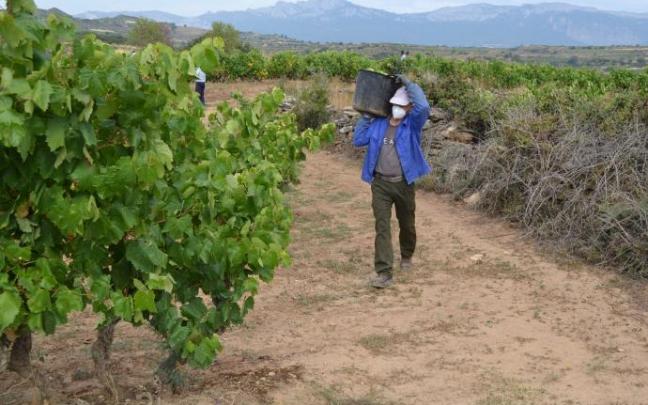 Un temporero vendimiando en un viñedo de Rioja Alavesa.