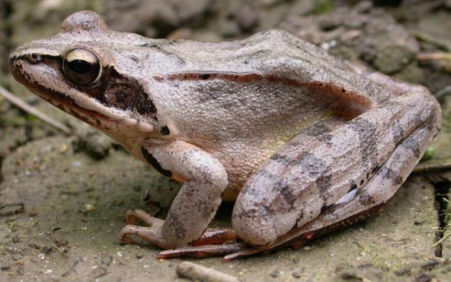 Uno de los ejemplares.