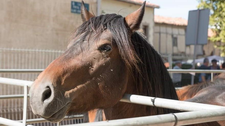 Un caballo, en la feria de ganado de Agurain.