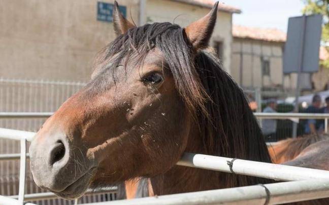 Un caballo, en la feria de ganado de Agurain.