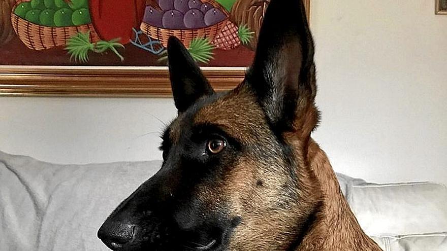 Un perro con su t&iacute;tulo de ciudadano canino ejemplar.