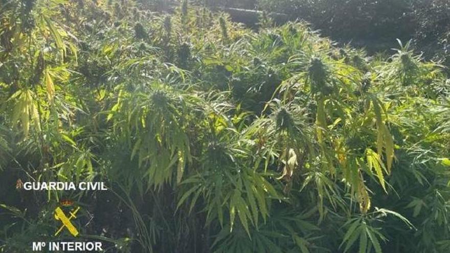 Plantación de marihuana descubierta en una parcela en La Puebla de Arganzón