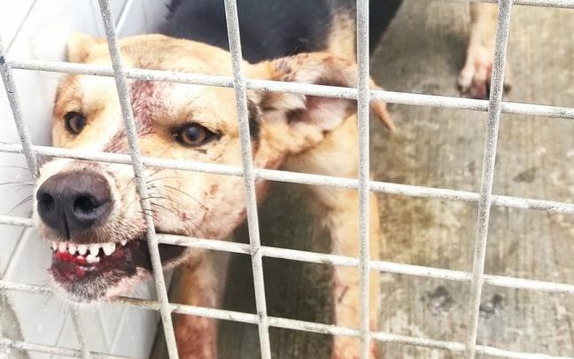 Un perro con la rabia Un perro con la rabia