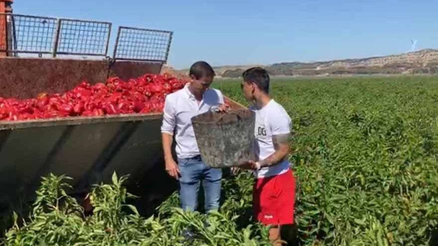 El Chimy Ávila y Juan Cruz demuestran su destreza en la recogida de pimientos