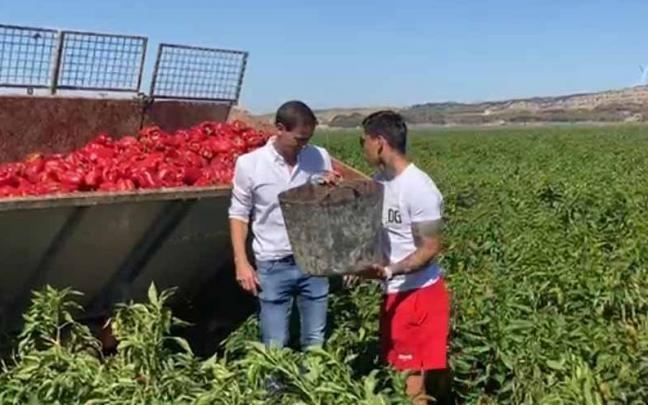 El Chimy &Aacute;vila y Juan Cruz demuestran su destreza en la recogida de pimientos