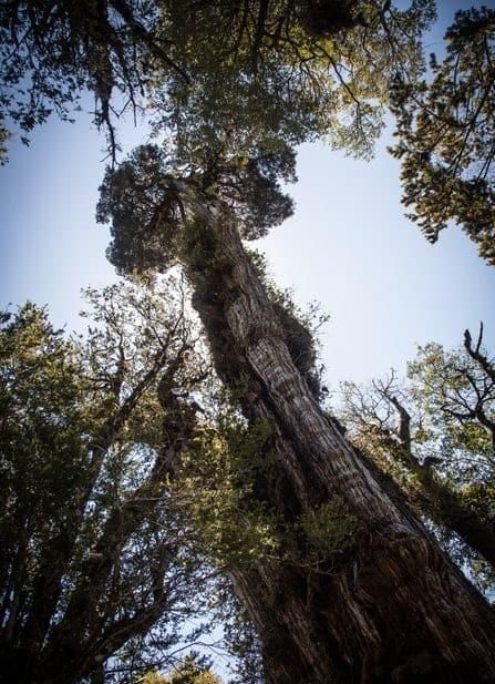 Parte del árbol chileno.