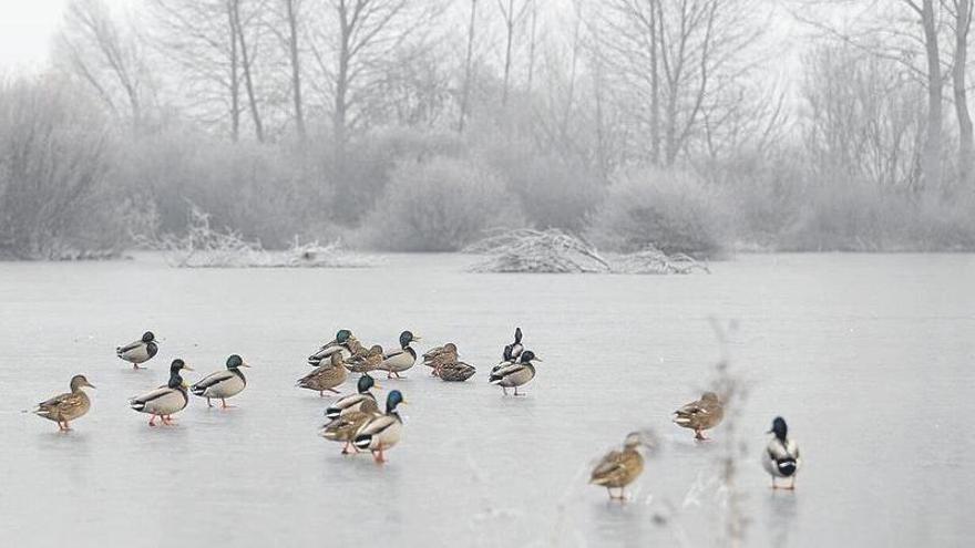 Aves caminando sobre las heladas balsas de Salburua en un episodio anterior de frío. | FOTO: DNA