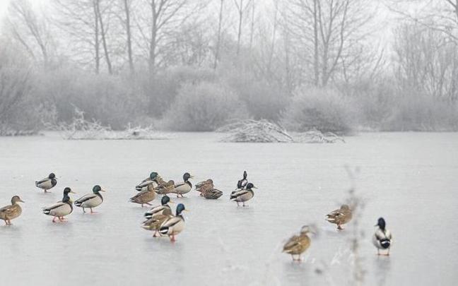 Aves caminando sobre las heladas balsas de Salburua en un episodio anterior de frío. | FOTO: DNA Aves caminando sobre las heladas balsas de Salburua en un episodio anterior de frío. | FOTO: DNA