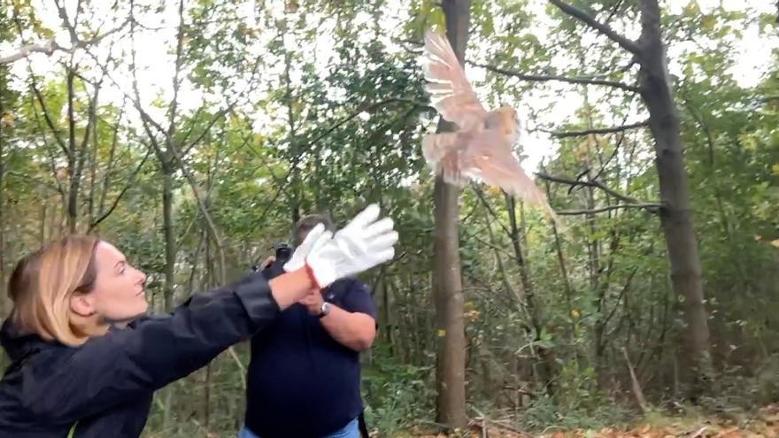 La Diputación suelta 101 lechuzas criadas en el Centro de Recuperación de Fauna Silvestre de Bizkaia