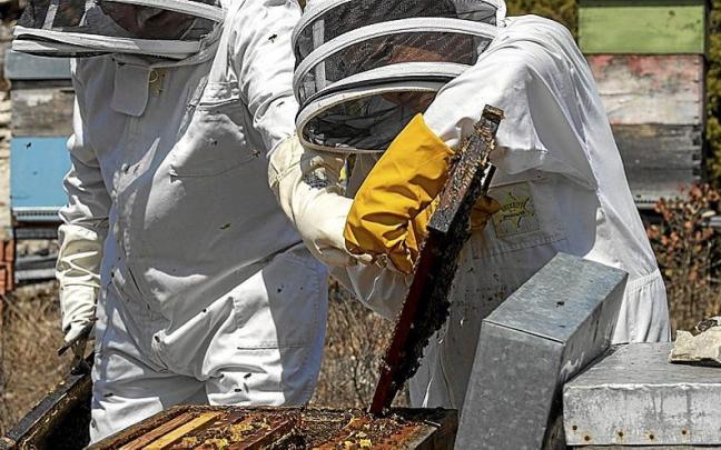 Arriba, dos apicultores en un colmenar en la sierra de Arkamo, al sureste de Vitoria. Abajo a la dcha., las abejas asoman por la piquera de una colmena. A la izq., dos bolsas de alimentación en una colmena para compensar la falta del agua y las flo Arriba, dos apicultores en un colmenar en la sierra de Arkamo, al sureste de Vitoria. Abajo a la dcha., las abejas asoman por la piquera de una colmena. A la izq., dos bolsas de alimentación en una colmena para compensar la falta del agua y las flo