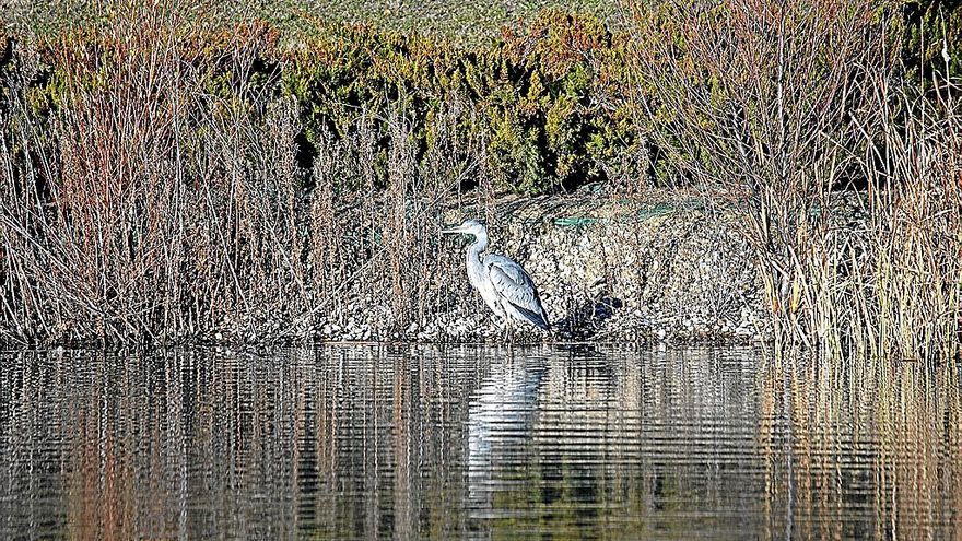 Garza en el lago de Ripagaina.