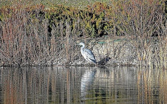 Garza en el lago de Ripagaina.