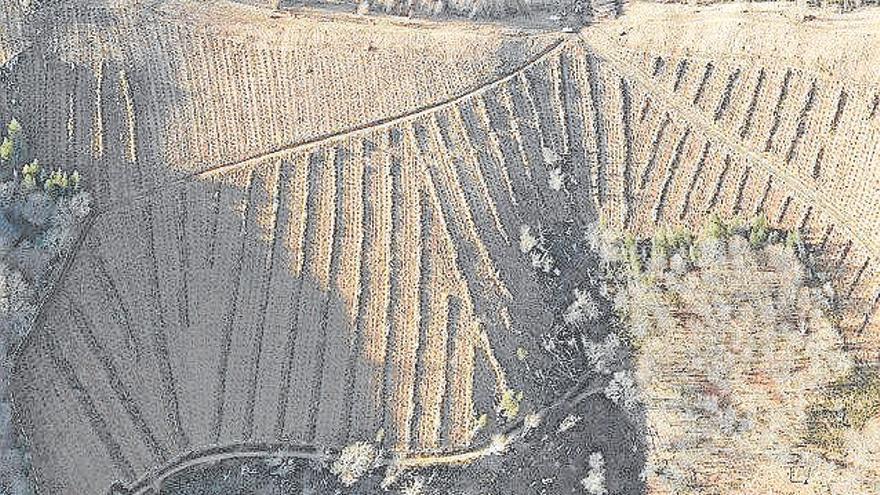 Imagen aérea de la plantación de Frain.