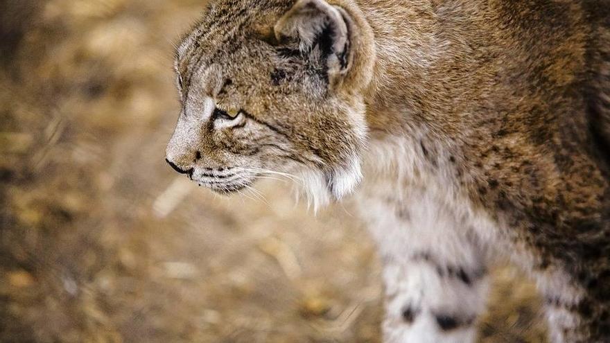 Un ejemplar de lince ibérico.