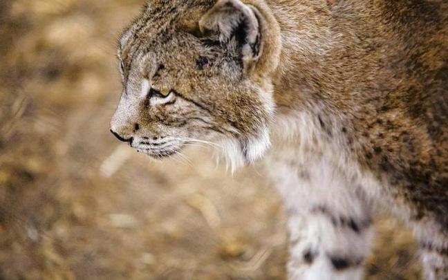 Un ejemplar de lince ib&eacute;rico.