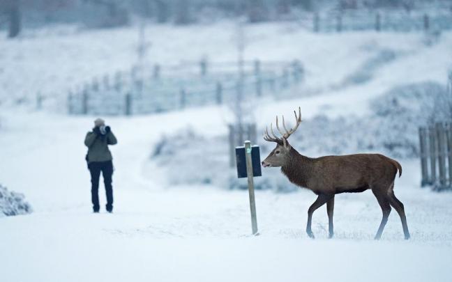 Un ciervo pasea por el Parque Richmond de Londres.
