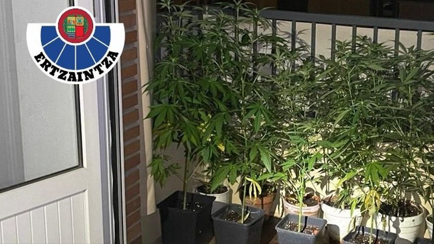 Imagen de parte de las plantas de marihuana incautadas