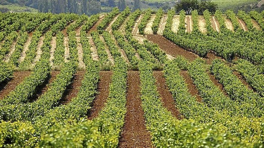 Vista de un cultivo de viñedos en Álava.