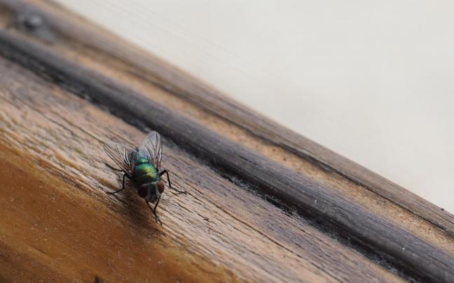 Existen repelentes naturales para ahuyentar a todo tipo de insectos.