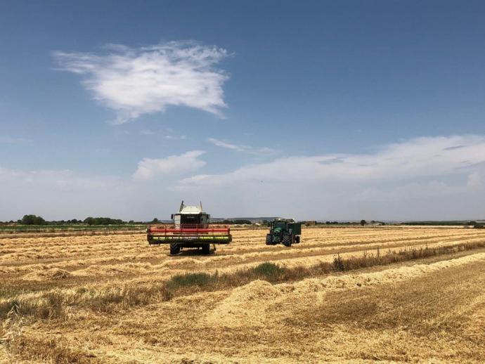 Una cosechadora trabaja en un campo de trigo.