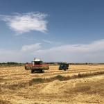 Una cosechadora trabaja en un campo de trigo. Una cosechadora trabaja en un campo de trigo.