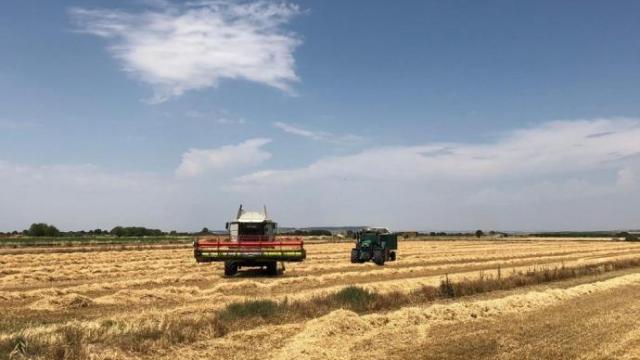 Una cosechadora trabaja en un campo de trigo. Una cosechadora trabaja en un campo de trigo.