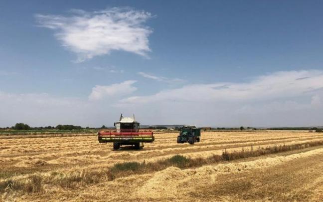 Una cosechadora trabaja en un campo de trigo. Una cosechadora trabaja en un campo de trigo.