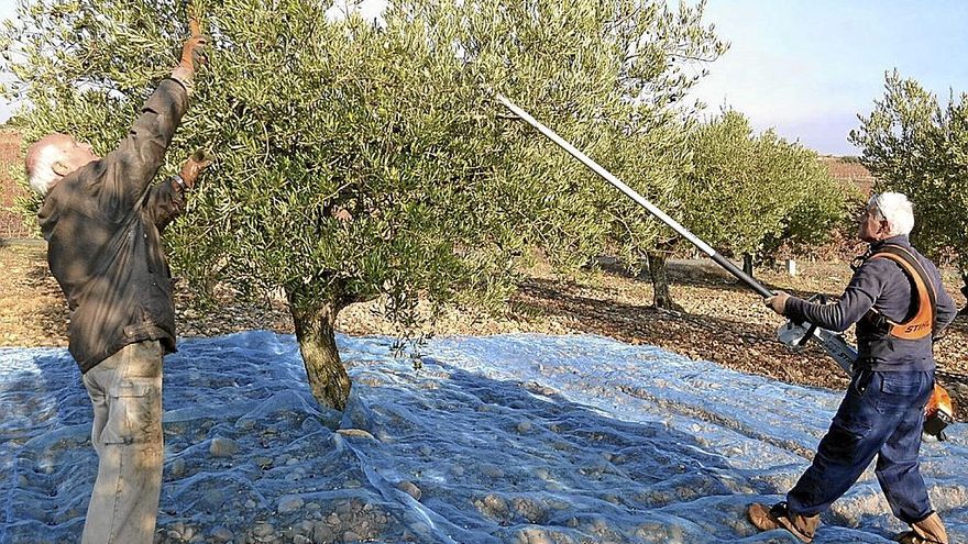 Imagen de la recogida de aceitunas en Rioja Alavesa.