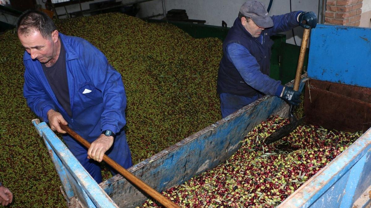 Dos trabajadores descargan olivas reci&eacute;n recogidas en Arr&oacute;niz