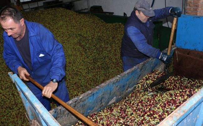 Dos trabajadores descargan olivas reci&eacute;n recogidas en Arr&oacute;niz