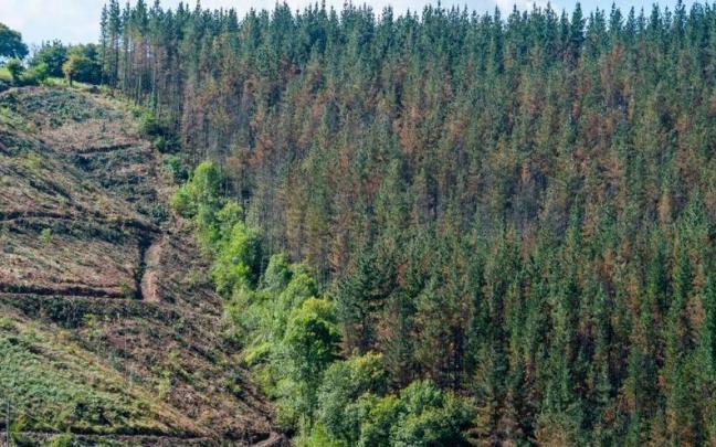 Se están planificando las actuaciones previas de preparación de las parcelas restantes para su repoblación