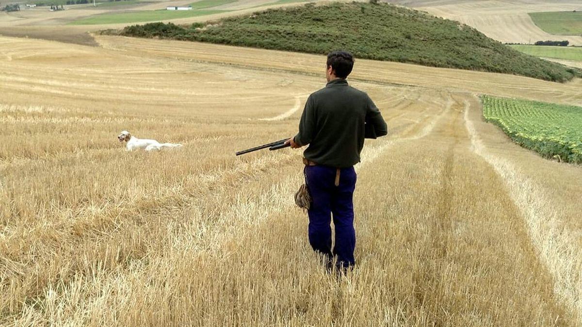 Cazador sobre una parcela de cereal busca de una pieza, ajeno a la informaci&oacute;n