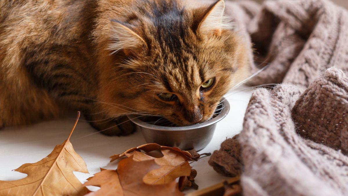 La relación de los gatos domésticos con el agua es problemátioca ya que es complicado controlar si benen la que necesitan para estar bien hidratados.