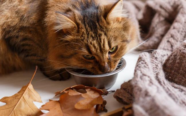 La relación de los gatos domésticos con el agua es problemátioca ya que es complicado controlar si benen la que necesitan para estar bien hidratados. La relación de los gatos domésticos con el agua es problemátioca ya que es complicado controlar si benen la que necesitan para estar bien hidratados.