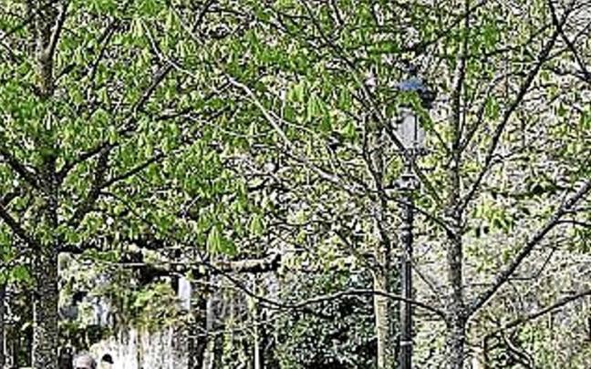 Árboles en Cristina Enea. | FOTO: G.E.