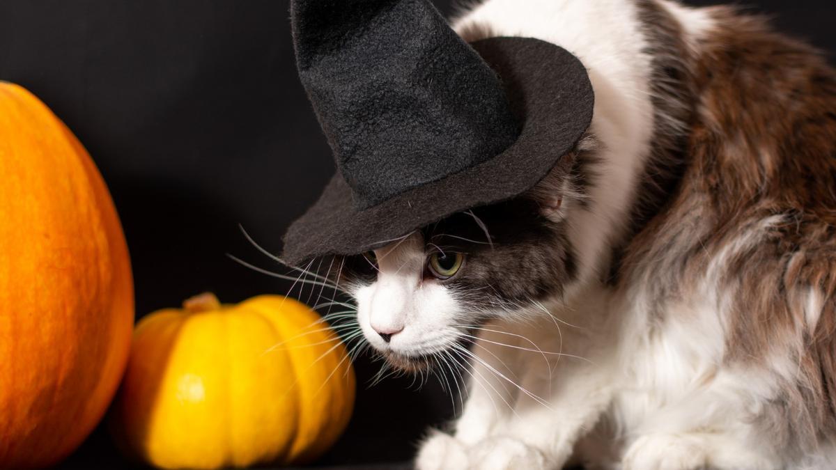 Convencer a un gato de que se deje disfrazar puede ser complicado