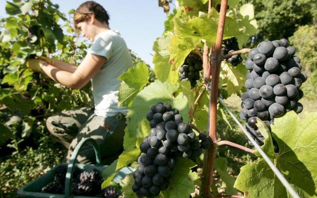 Trabajo en unos viñedos durante la vendimia.