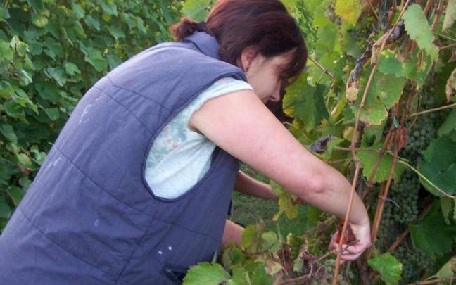 Imagen del proceso de vendimia ajena a esta información.