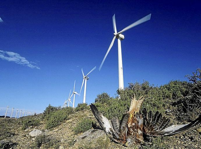 Un Milano Real en el parque eólico de Montes de Cierzo. Foto: Cedida