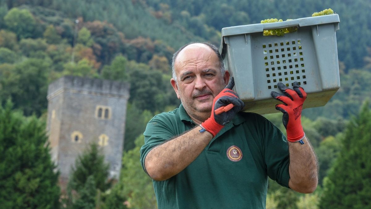 La recogida de la uva se realiza manualmente en un terreno ubicado cerca de la Torre Loizaga en Galdames.