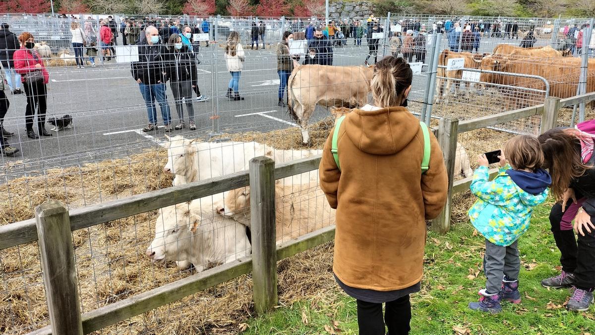 Unas 300 cabezas de ganado local se citarán en la feria.