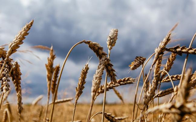 Espigas de trigo en Zakarpattia, Ucrania. Espigas de trigo en Zakarpattia, Ucrania.