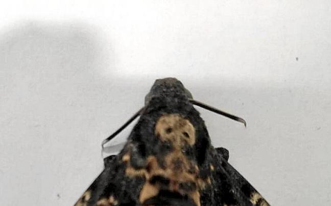 La polilla encontrada en Urretxu. La polilla encontrada en Urretxu.