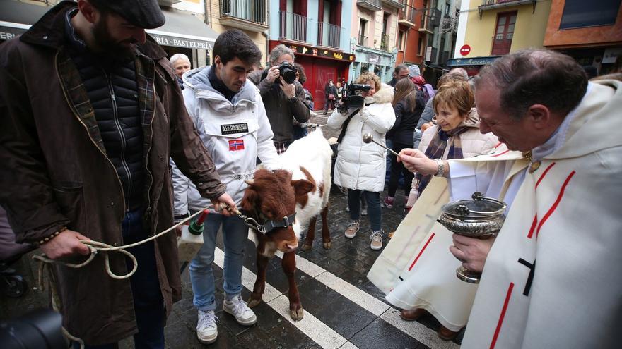Un ternero, entre las mascotas a bendecir por San Antón en Pamplona
