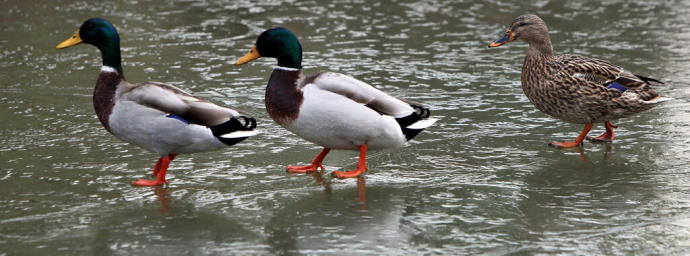 Patos en el estanque de Cristina Enea