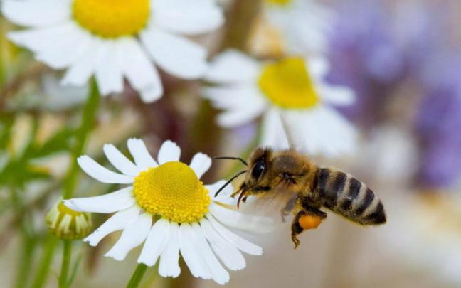 Una abeja vuela sobre una flor. Una abeja vuela sobre una flor.