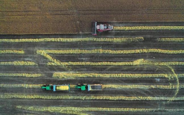 Una cosechadora recolecta la cebada en un campo cercano a la localidad de Villaveta