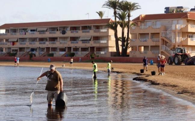 Labores de limpieza en el Mar Menor. Labores de limpieza en el Mar Menor.