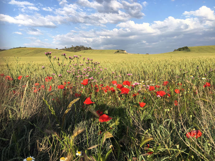 Vista de un campo con amapolas en el Vedado de Eguaras, en las Bardenas Reales de Navarra.