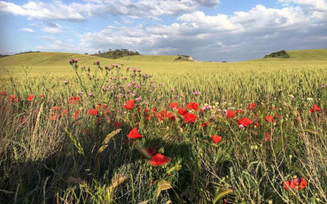 Vista de un campo con amapolas en el Vedado de Eguaras, en las Bardenas Reales de Navarra.
